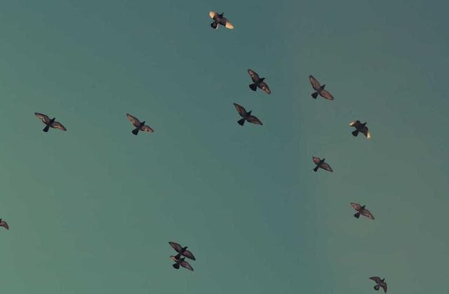 Desenvolvimento de dashboard financeiro em tempo real